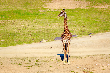 Giraffe Walking in Elegance © pngstudio
