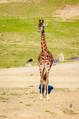 Giraffe Walking in Elegance © pngstudio