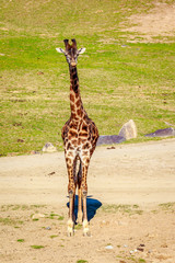 Giraffe Walking in Elegance © pngstudio