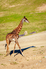 Obraz na płótnie Canvas Giraffe Walking in Elegance