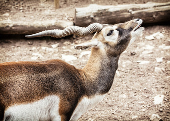 Blackbuck portrait (Antilope cervicapra), animal scene