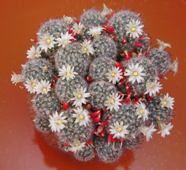 top view of blooming cactus Mammillaria