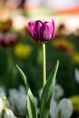 tulip