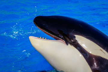 Fototapeta premium Killer Whale in water