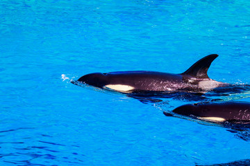 Naklejka premium Killer Whale in water