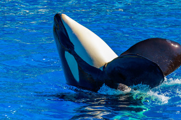 Fototapeta premium Killer Whale in water