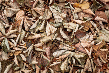Dried leaves in big resolution
