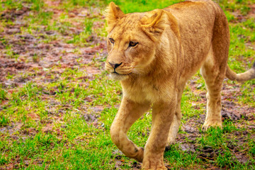 Lioness Approaching
