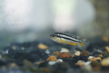 Zebra fish