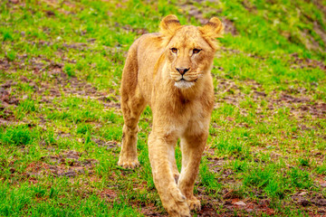 Lioness Approaching