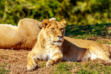 Naklejka na ściany i meble Lioness resting on grass