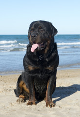 rottweiler on the beach