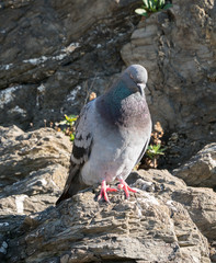 pigeon