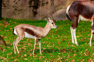 Male Speke gazelle