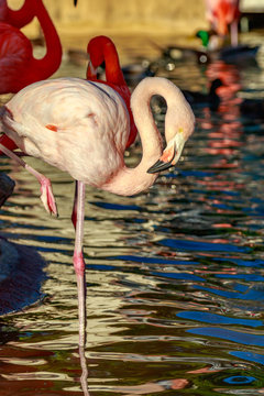 Fototapeta Pink Flamingo on One Leg