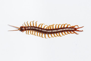 centipede