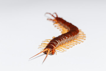 centipede