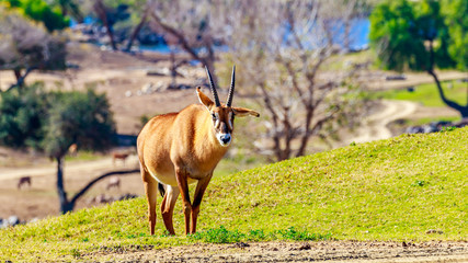Roan Antelope