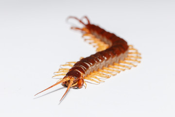 centipede