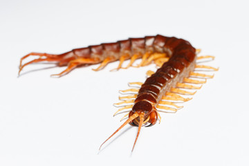 centipede
