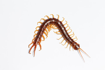 centipede