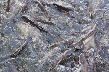 Iridescent shark or Catfish in the river snatch to feed.