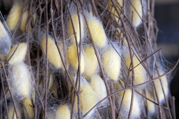Silk Farm, clothes produce from silkworm insects cocoon, textile factory