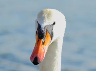 Face of he mute swan (Cygnus olor)