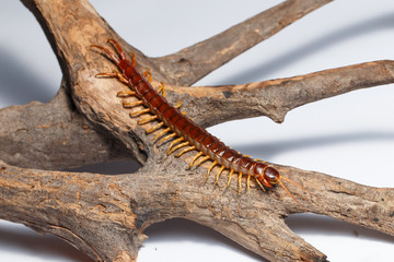 centipede
