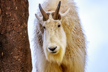 Rocky Mountain Goat