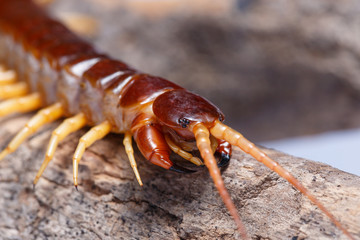 centipede