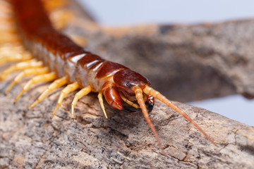centipede