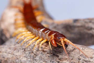 centipede
