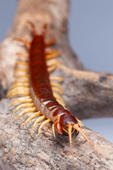 centipede