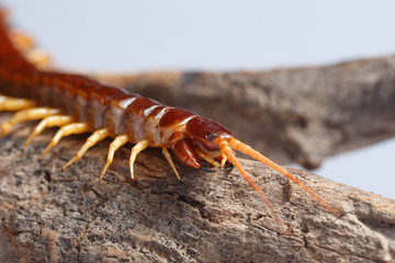 centipede