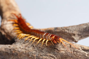 centipede