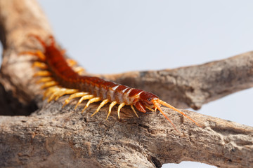 centipede