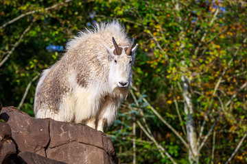 Rocky Mountain Goat