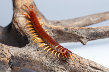 centipede
