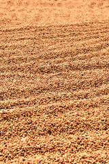 Coffee beans dried in the sun, Coffee beans raked out for drying prior to roasting