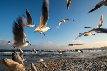 Möwen im Flug Ostseeküste Binz Deutschland © travelguide