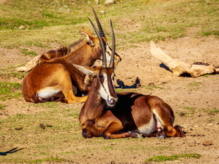 Sable Antelope Group