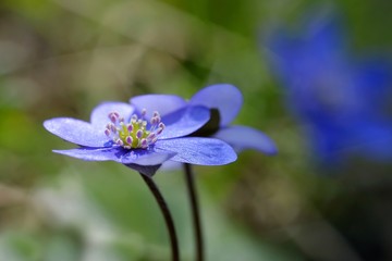 Fototapeta premium Leberblümchen, Hepatica blumen