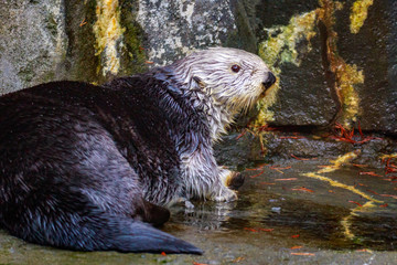 Sea Otter on land