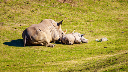 Obraz premium Southern White Rhinoceros