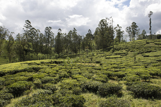 Colinas verdes y plantaciones de te. Ella, Sri Lanka 