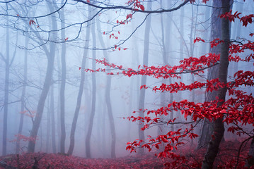 The misty autumn forest. Shallow depth of field