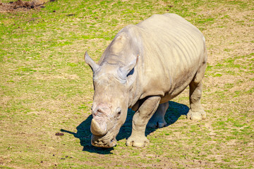 Obraz premium Southern White Rhinoceros