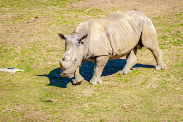 Obraz premium Southern White Rhinoceros