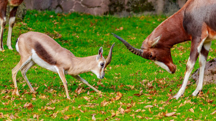 Speke gazelle headbutt with Bontebok Antelope